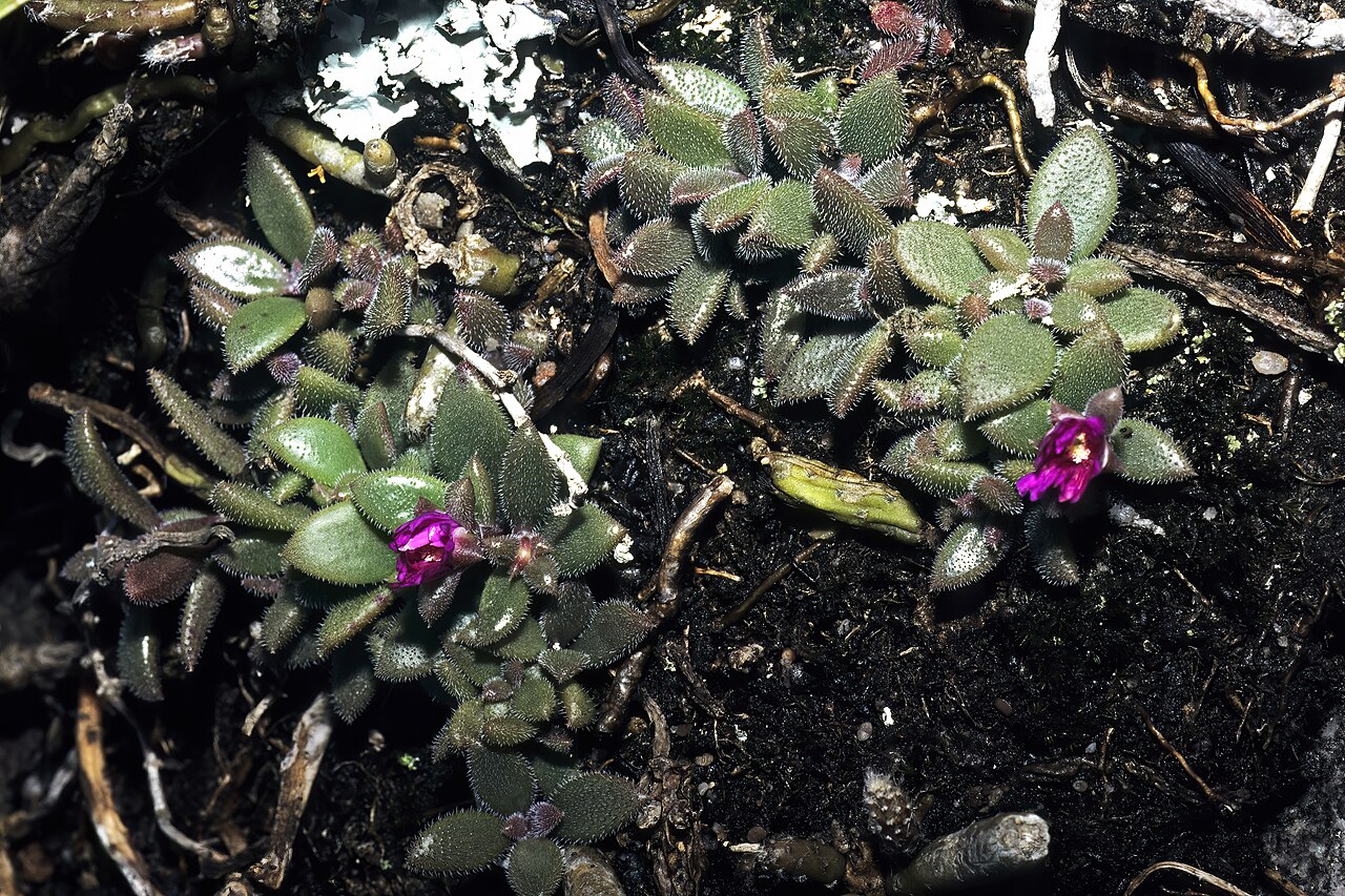 Pondoland cliff-delosperma: Delosperma abbottii (hairy-leaved form), plant in flower; upper edge of cliff, Msikaba River Gorge, vicinity of Pondo Mission, Pondoland, Eastern Cape, South Af