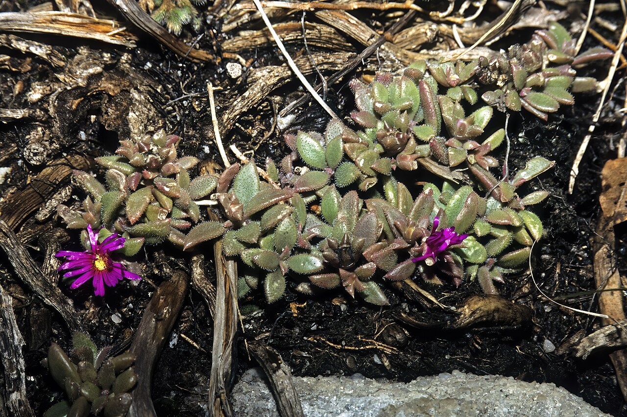 Pondoland cliff-delosperma: Delosperma abbottii (hairy-leaved form), plant in flower; upper edge of cliff, Msikaba River Gorge, Mkambati Game Reserve, Pondoland, Eastern Cape, South Africa