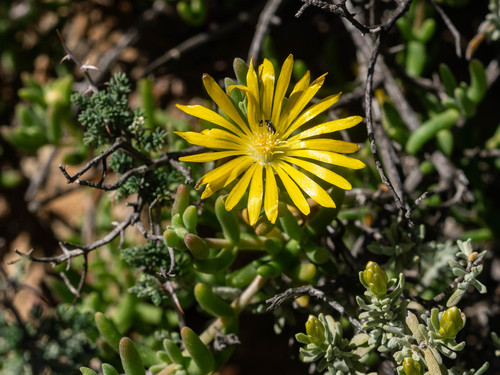 Delosperma acocksii (Delosperma acocksii)