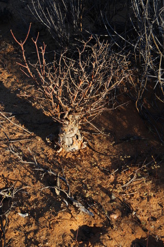 Delosperma acocksii (Delosperma acocksii)