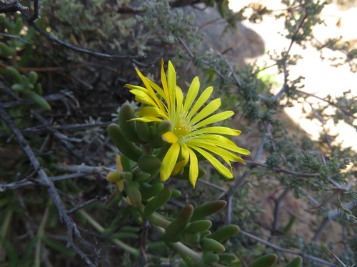 Delosperma acocksii (Delosperma acocksii)