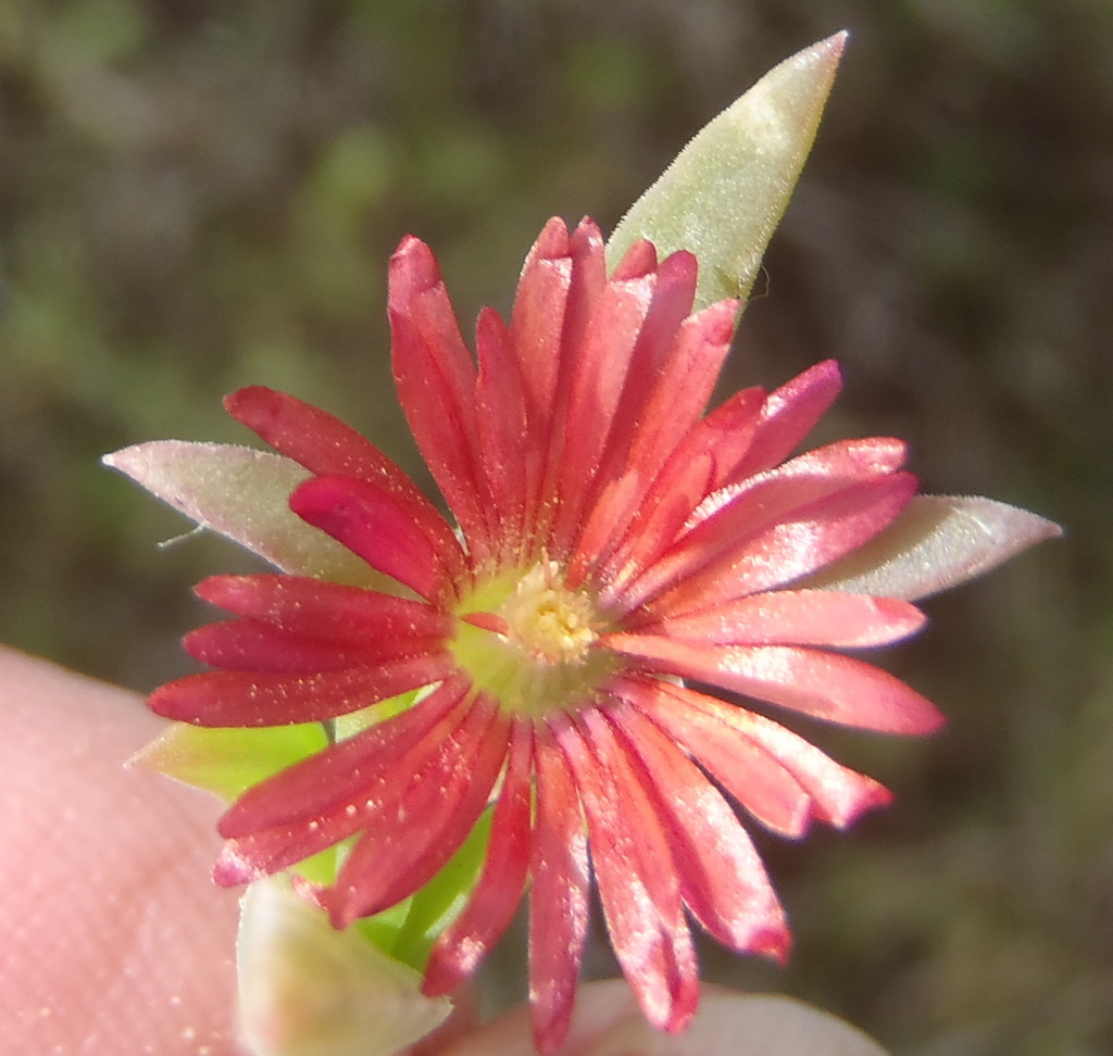 Delosperma acuminatum (Delosperma acuminatum)