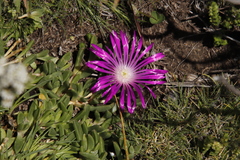 Delosperma adamantinum (Delosperma adamantinum)