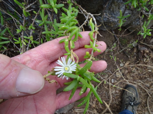 Delosperma affine (Delosperma affine)