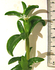 Delosperma affine (Delosperma affine)