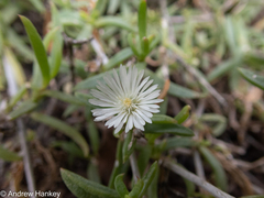 Delosperma affine (Delosperma affine)