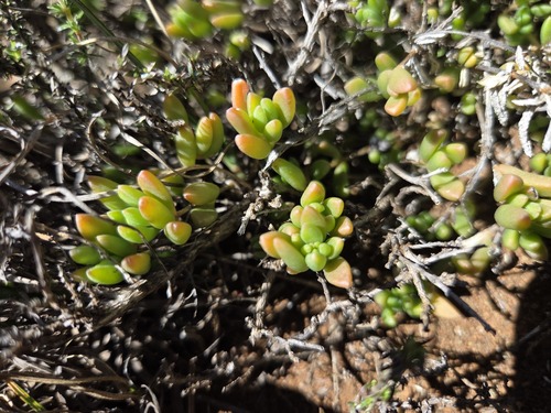 Delosperma aliwalense (Delosperma aliwalense)