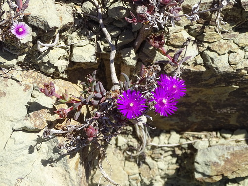 Delosperma aliwalense (Delosperma aliwalense)