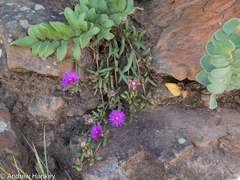 Delosperma alticola (Delosperma alticola)