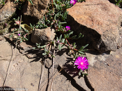 Delosperma alticola (Delosperma alticola)