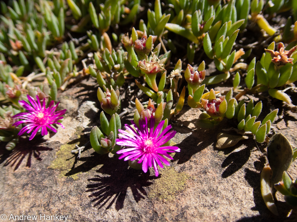 Delosperma alticola (Delosperma alticola)