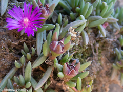 Delosperma alticola (Delosperma alticola)
