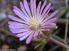 Delosperma annulare (Delosperma annulare)