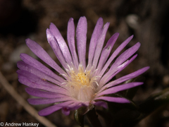 Delosperma annulare (Delosperma annulare)