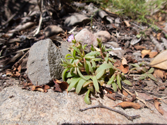 Delosperma annulare (Delosperma annulare)