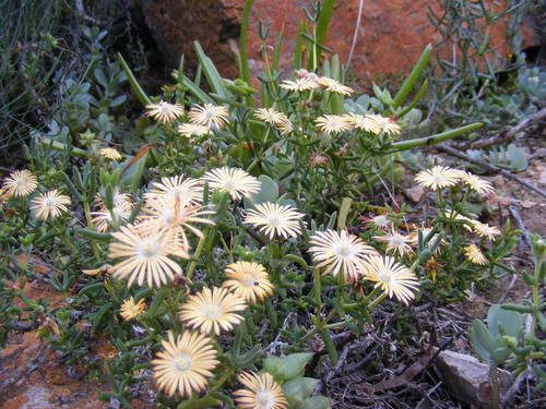 Delosperma badspoortense (Delosperma badspoortense)