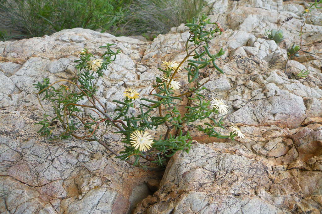 Delosperma badspoortense (Delosperma badspoortense)