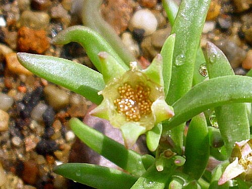 Delosperma bosseranum: fruit with seeds opens after water drop