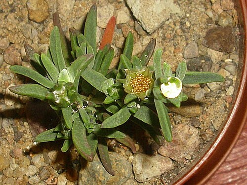 Delosperma bosseranum: Delosperma bosseranum