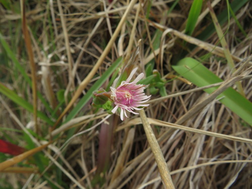 Delosperma brevipetalum (Delosperma brevipetalum)