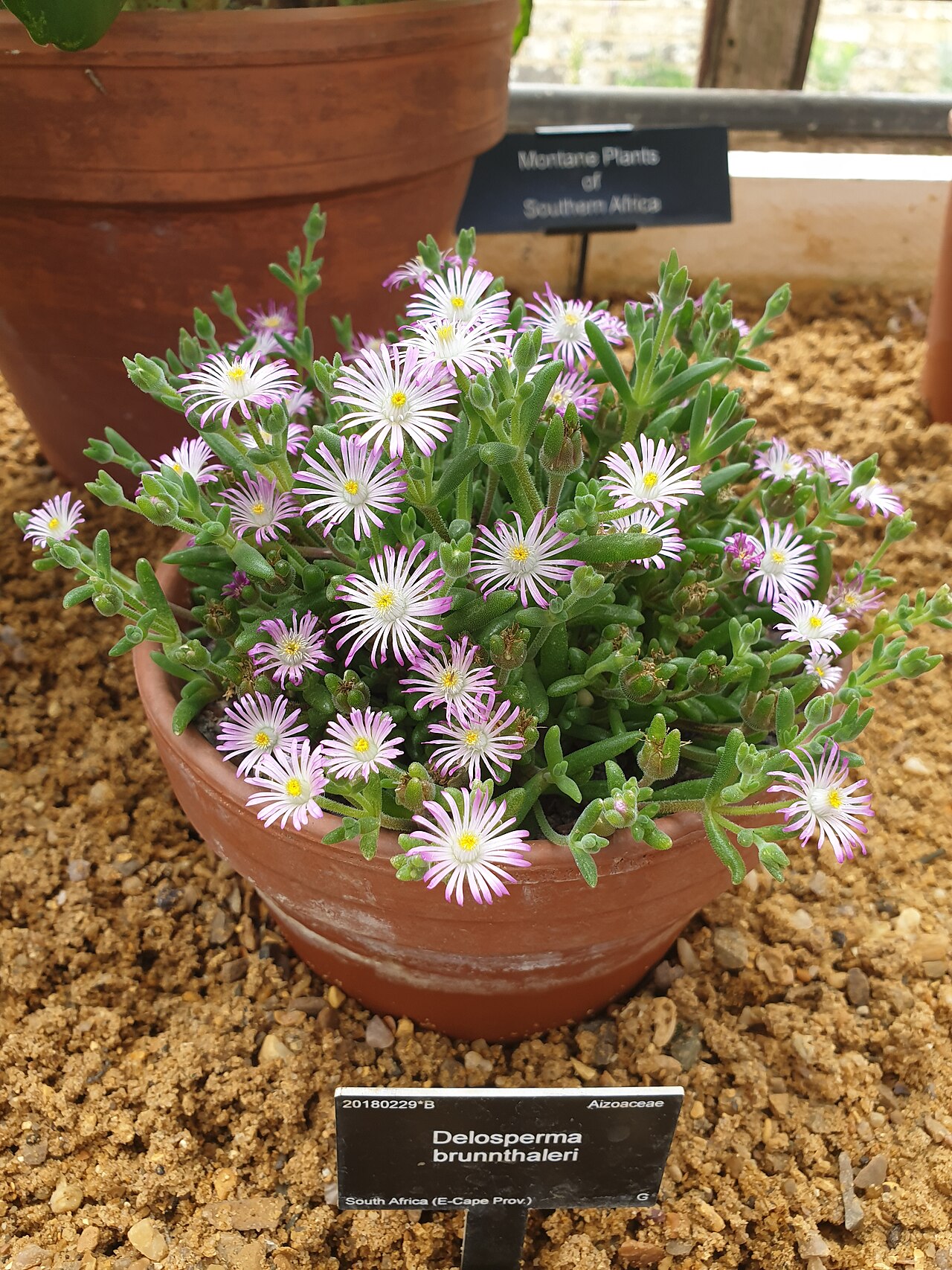 Delosperma brunnthaleri: Delosperma brunnthaleri at the Cambridge University Botanic Garden, England.