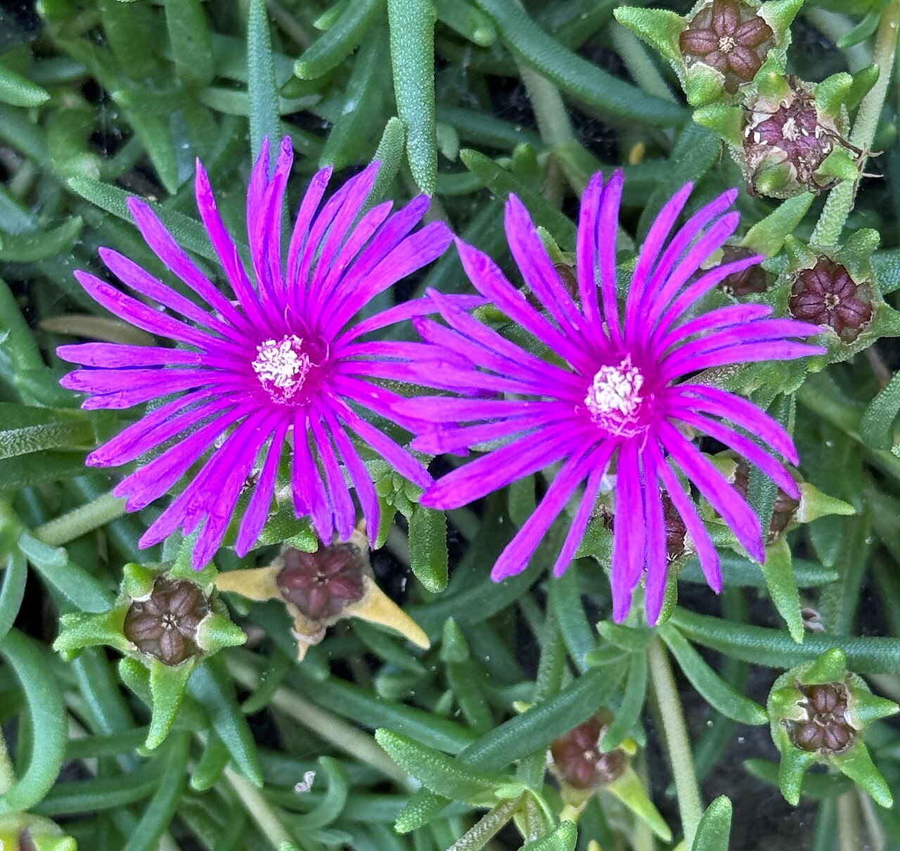 Delosperma brunnthaleri: Leipzig, botanical garden, Delosperma brunnthaleri