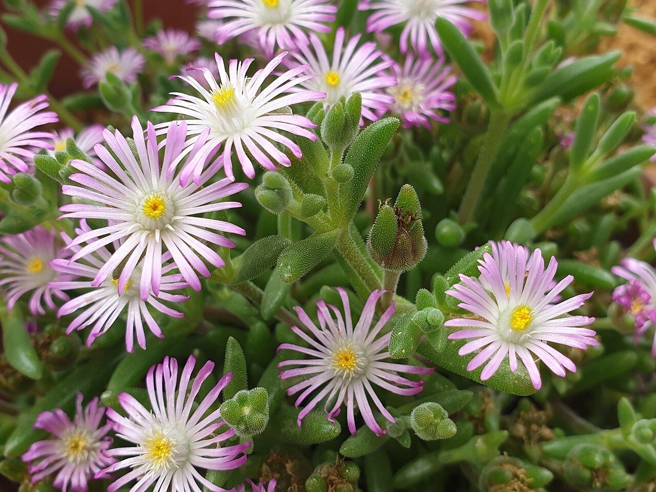Delosperma brunnthaleri: Delosperma brunnthaleri flowers at the Cambridge University Botanic Garden, England.