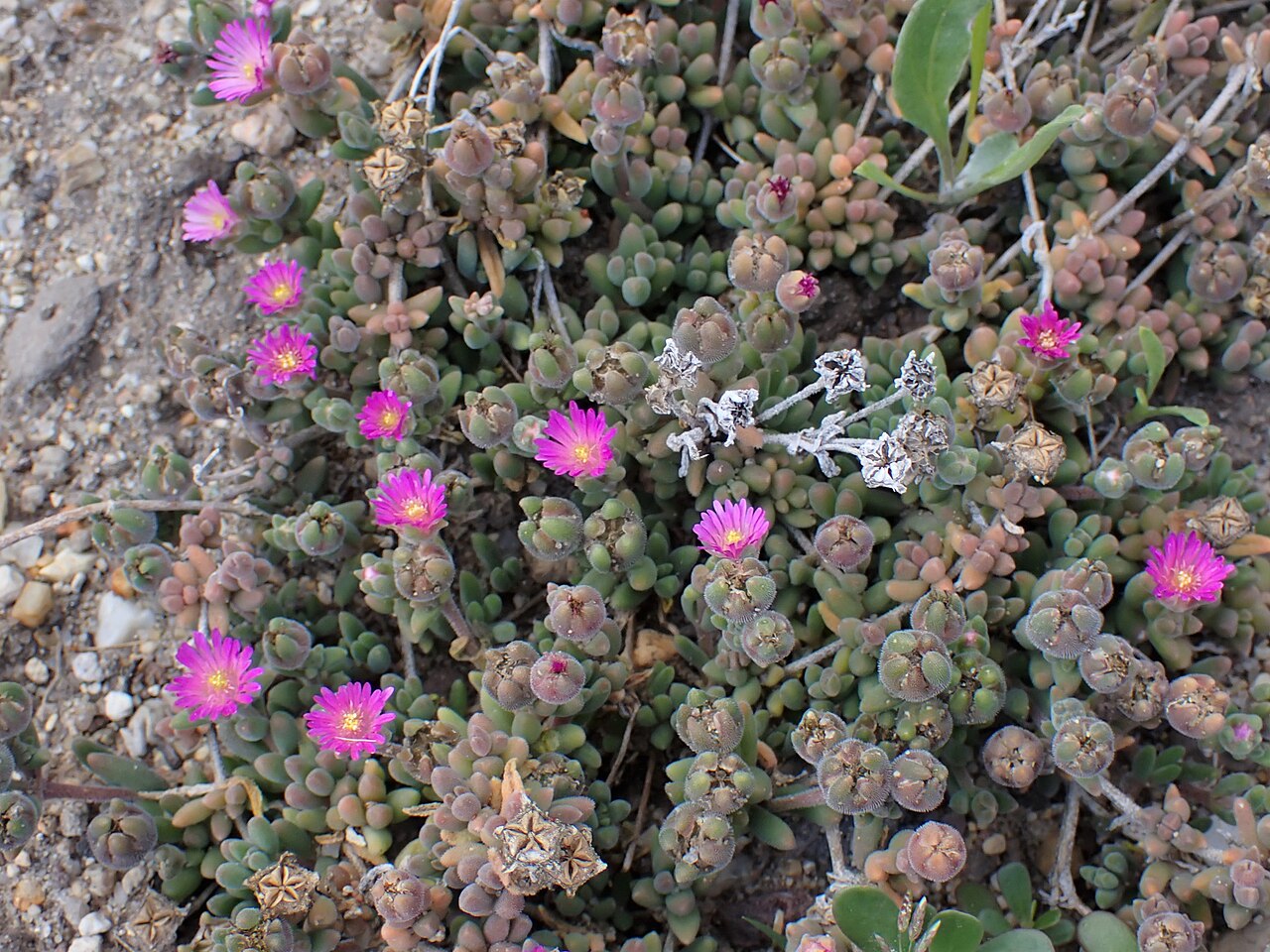 Delosperma brunnthaleri: Delosperma brunnthaleri in the Botanischer Garten Halle