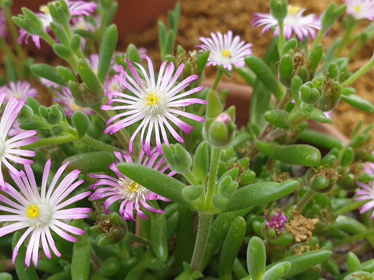 Delosperma brunnthaleri: Delosperma brunnthaleri flowers at the Cambridge University Botanic Garden, England.