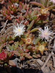 Delosperma caespitosum (Delosperma caespitosum)