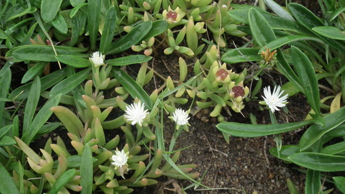 Delosperma caespitosum (Delosperma caespitosum)