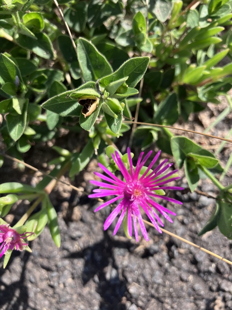 Delosperma caespitosum (Delosperma caespitosum)
