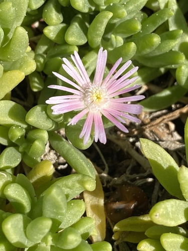 Delosperma caespitosum (Delosperma caespitosum)