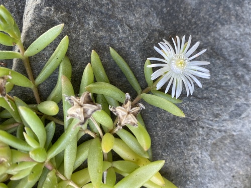 Delosperma caespitosum (Delosperma caespitosum)