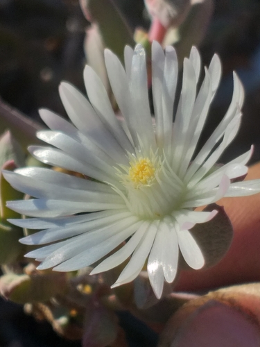 Delosperma calitzdorpense (Delosperma calitzdorpense)