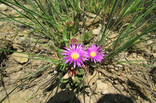 Delosperma carolinense (Delosperma carolinense)