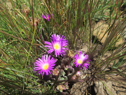 Delosperma carolinense (Delosperma carolinense)