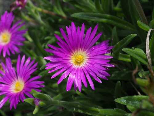 Delosperma carolinense (Delosperma carolinense)