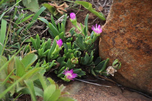 Delosperma carolinense (Delosperma carolinense)