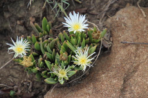 Delosperma carolinense (Delosperma carolinense)