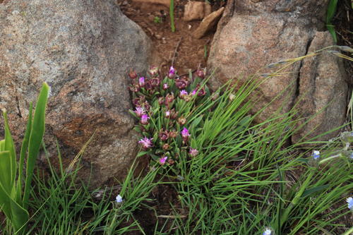 Delosperma carolinense (Delosperma carolinense)