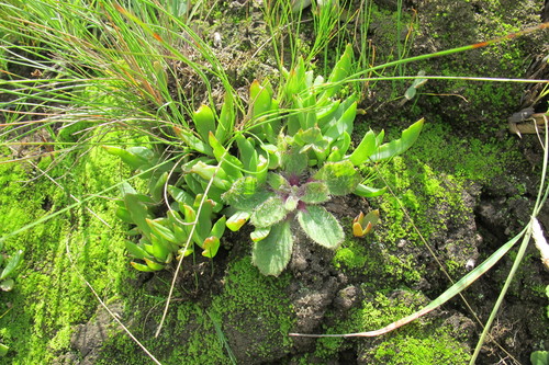 Delosperma carolinense (Delosperma carolinense)