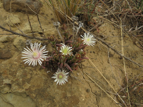 Delosperma carterae (Delosperma carterae)