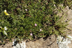 Delosperma carterae (Delosperma carterae)