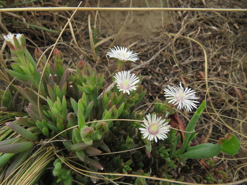Delosperma carterae (Delosperma carterae)