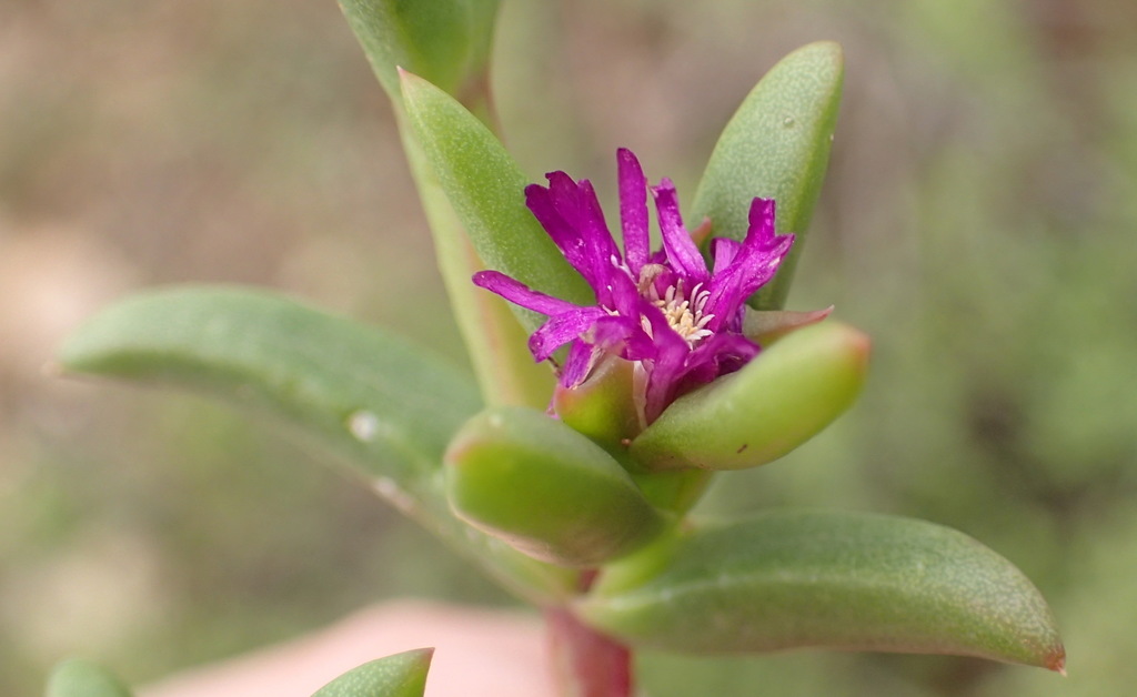 Delosperma cloeteae (Delosperma cloeteae)