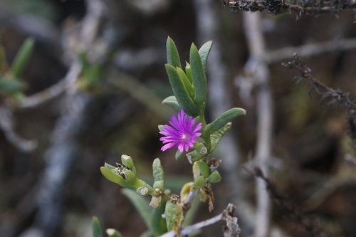 Delosperma cloeteae (Delosperma cloeteae)