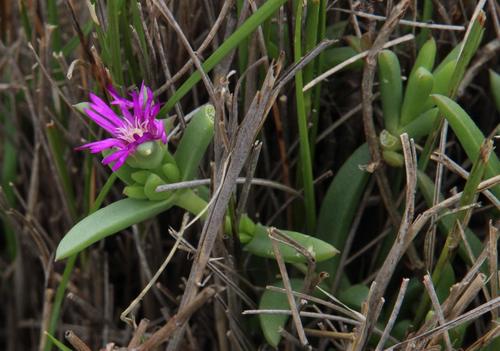 Delosperma cloeteae (Delosperma cloeteae)