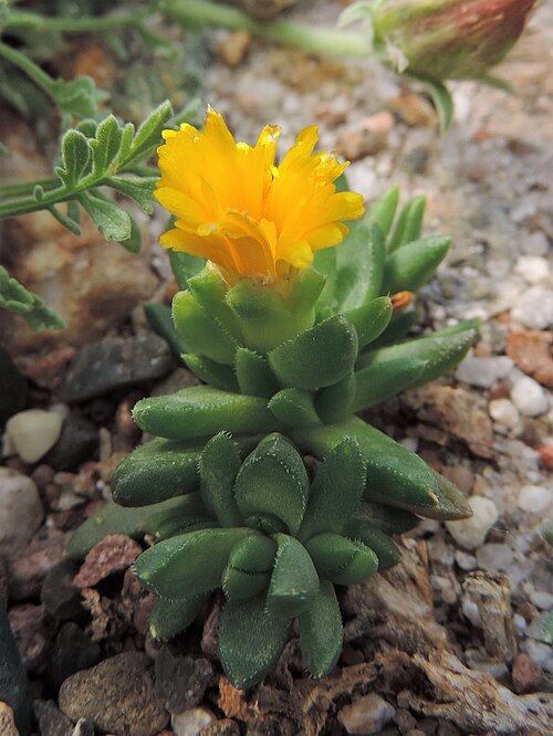 Delosperma congestum: Delosperma congestum in Neuer Botanischer Garten der Universität Göttingen