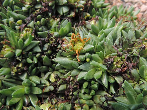 Delosperma congestum: Delosperma congestum in Neuer Botanischer Garten der Universität Göttingen